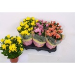 Chrysanthemum Krüsanteem indi mixed 12cm