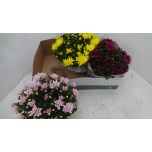 Chrysanthemum Krüsanteem indi mixed 23cm