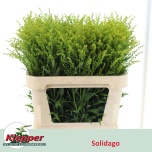 Solidago Kuldvits Super 80cm