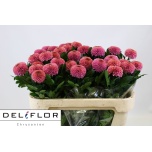 Chrysanthemum Krüsanteem BL ov*10