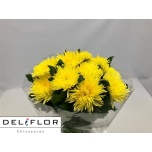 Chrysanthemum Krüsanteem BL ov*10