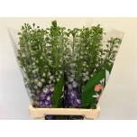 Delphinium Kukekannus Purple Arrow 70cm