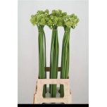 Ornithogalum saundersiae Hiid-linnupiim 85cm