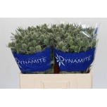 Eryngium Ogaputk ov 50cm