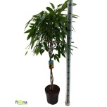 Ficus Viigipuu benghalensis 27cm