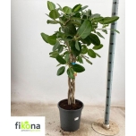 Ficus benghalensis 31cm