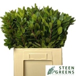 Arbutus Unedo 60cm tk