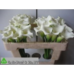 Zantedeschia Kalla ov 50cm
