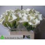 Zantedeschia Kalla ov 55cm