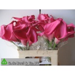 Zantedeschia Kalla ov 55cm
