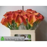 Zantedeschia Kalla ov 55cm