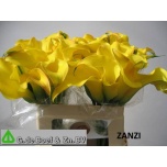Zantedeschia Kalla ov 55cm