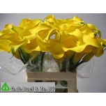 Zantedeschia Kalla kollane 60cm
