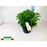 Pelargonium other mixed odoriferous 26cm