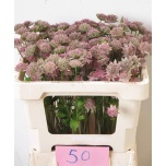 Astrantia Rosea 50cm