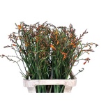 Crocosmia Kaeralill Lucifer 70cm