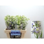 Delphinium Kukekannus Trick Lavendel 60cm