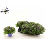 Exacum Sinisilm affi blue star 12cm