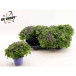 Exacum Sinisilm affi blue star 12cm