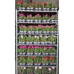 Pelargonium Pelargoon pelt mixed trolley 10,5cm
