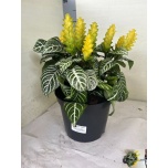 Aphelandra Käänd-Safrantähk Dania 21cm