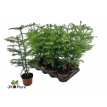 Araucaria other 10cm