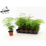 Asparagus setaceus 12cm