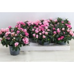 Rhododendron Asalea other 13cm