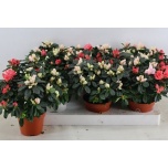 Rhododendron Asalea other 13cm