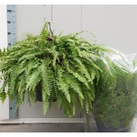 Nephrolepis exaltata boston marathon 35cm
