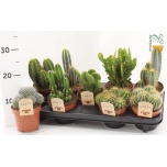 Cactus Kaktus mix 12cm