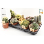 Cactus Kaktus mix 12cm