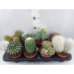 Cactus mix 12cm