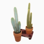 Cactus Kaktus mix ker.potis 18cm