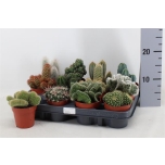 Cactus mixed 8,5cm