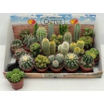 Cactus Kaktus mix 8,5cm