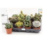 Cactus Kaktus mix 8,5cm