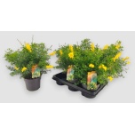 Genista x spachiana 13cm