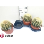 Echinocactus grusonii 20cm