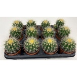 Echinocactus grusonii 8,5cm