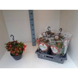 Garden plants mix 21cm