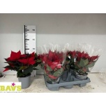 Euphorbia pulch Jõulutäht other 12cm