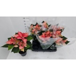 Euphorbia pulch Jõulutäht other 12cm