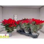 Euphorbia pulch Jõulutäht other 13cm