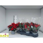 Euphorbia pulch Jõulutäht other 13cm