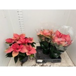 Euphorbia pulch Jõulutäht other 22cm