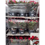 Euphorbia pulch Jõulutäht other 27cm