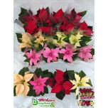 Euphorbia pulch Jõulutäht other 6cm