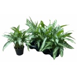 Aglaonema silver queen comp 14cm