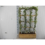 Hedera helix Luuderohi glacier 60cm